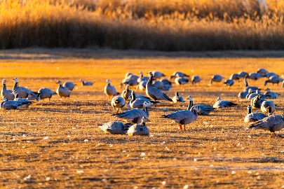 “让世界看见丽江的玉龙——去丽江数星星”文旅活动启动(图4)
