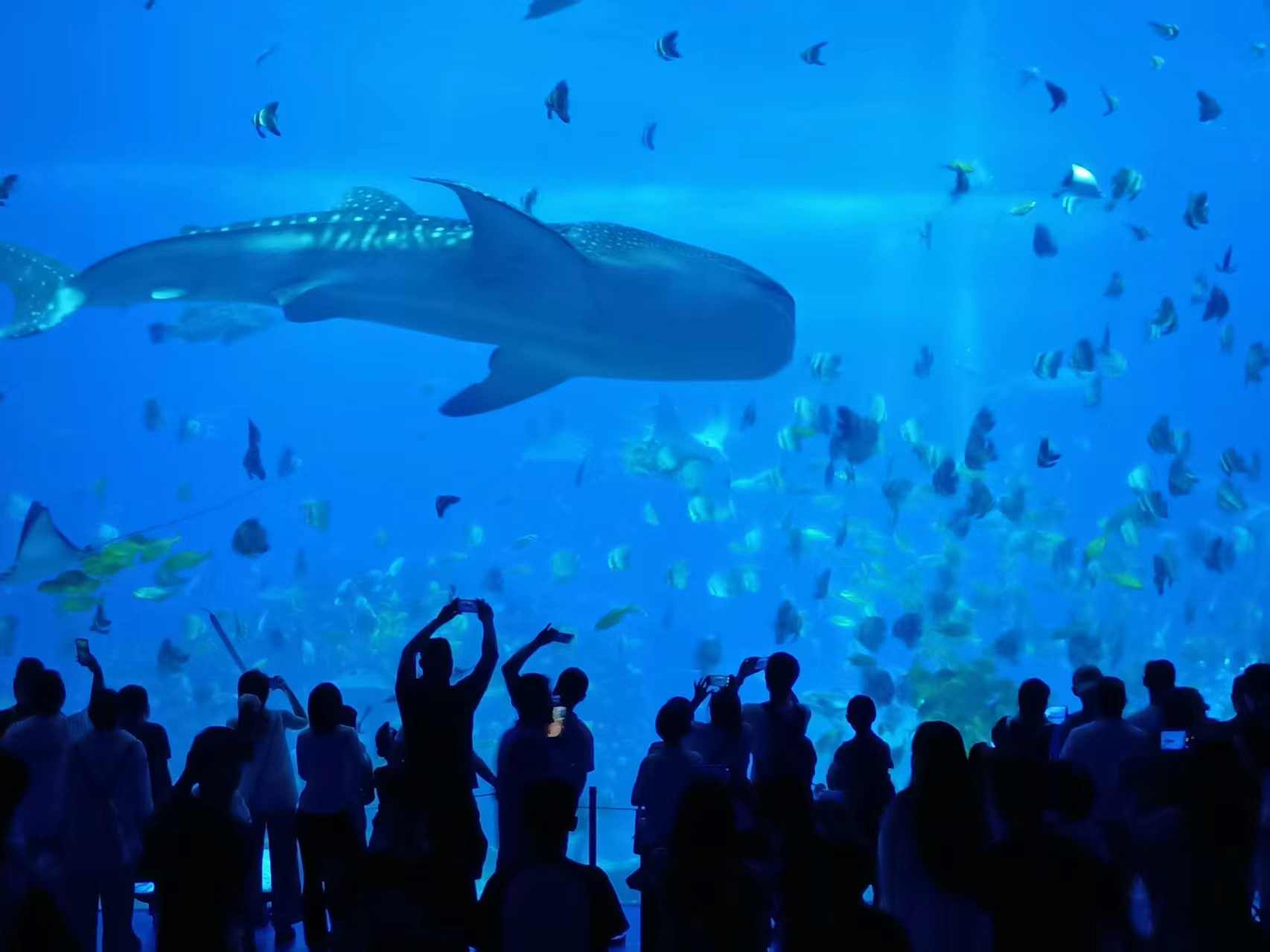 粤式海洋乐园 “粤”来“粤”叻(图1) 粤式海洋乐园 “粤”来“粤”叻(图1)