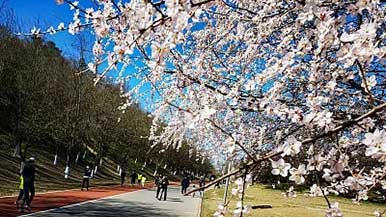 北京推出“清明上河徒步游”线路 - 盛景通文旅