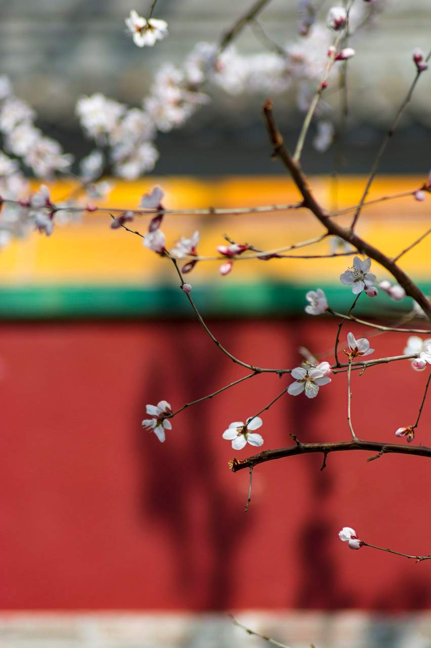 把春“立”进人间 - 盛景通文旅