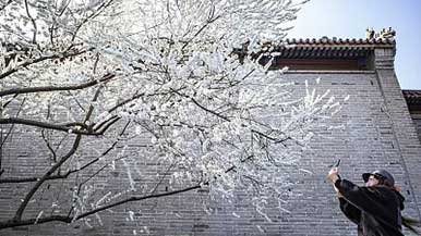 2022年清明节假期文化和旅游市场情况 - 盛景通文旅