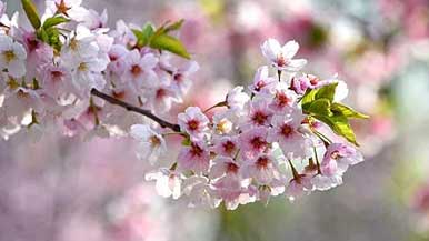 赏花经济，如何玩出新“花”样 - 盛景通文旅