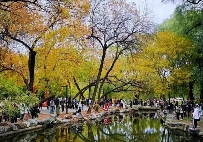 蘋香榭画秋 - 盛景通文旅