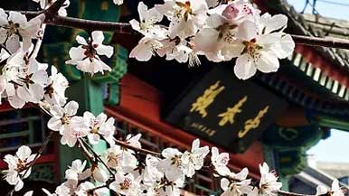 公园赏花期将持续一个月 - 盛景通文旅