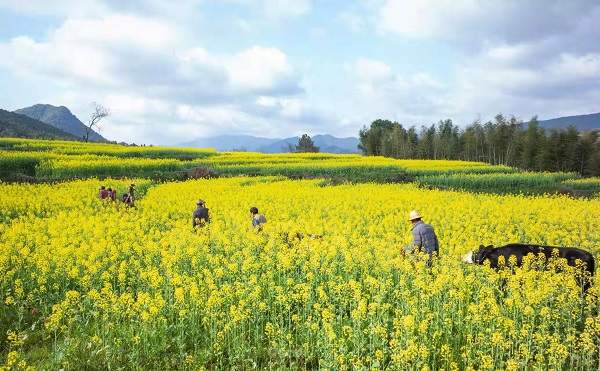 江西永新：油菜花香 不负春光(图2)