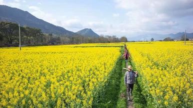 江西永新：油菜花香 不负春光 - 盛景通文旅