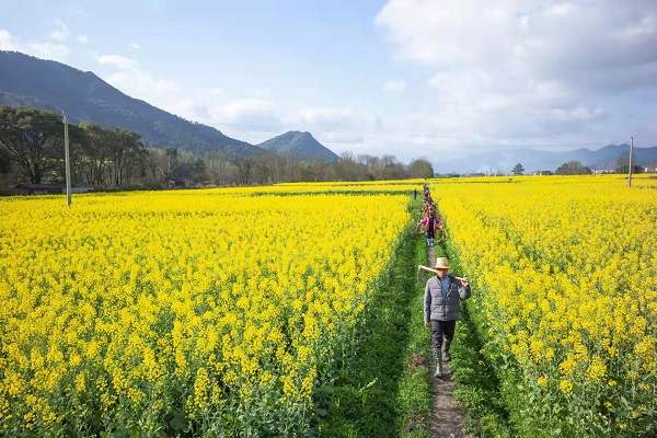 江西永新：油菜花香 不负春光(图1)