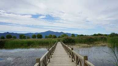 北京野鸭湖保护区迎大批珍稀开河鸟 - 盛景通文旅