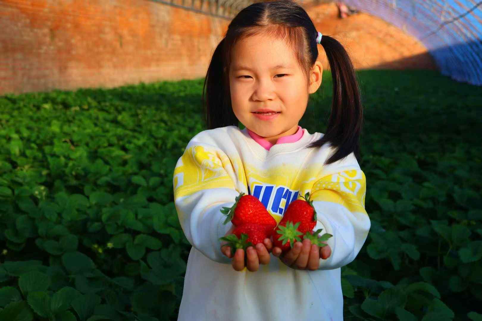 草莓甜了好日子 昌平辛庄入画来(图1)