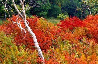 你未曾领略的秋色之美(图2)