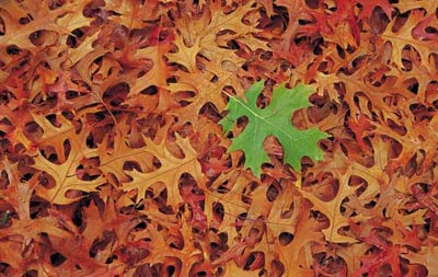 你未曾领略的秋色之美(图9)