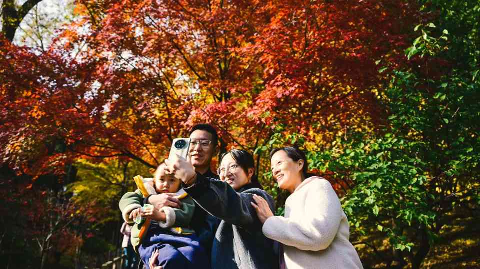 红叶有约 85万游客香山“追秋” - 盛景通文旅