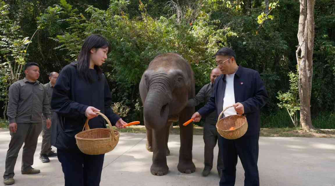 “保护性开发”让更多人 认识西双版纳之美 - 盛景通文旅