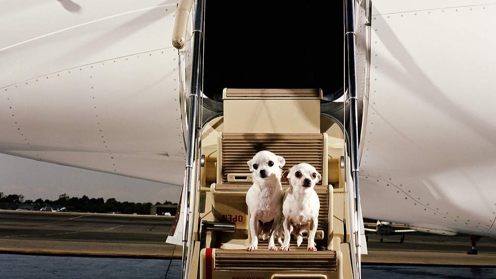 航司竞速“携宠出行”：“民航+宠物”开始延伸 - 盛景通文旅