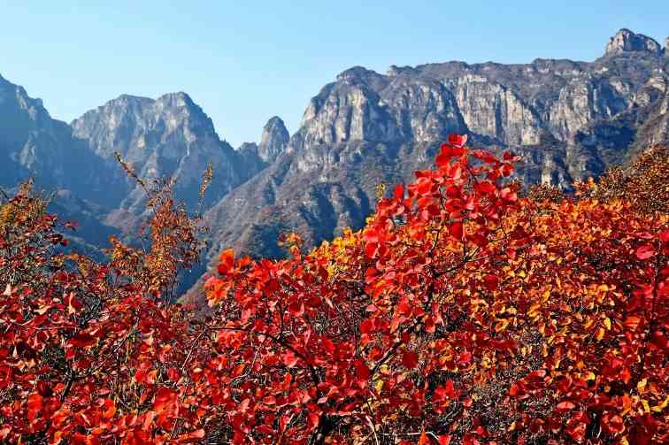 坡峰岭的红叶(图1)