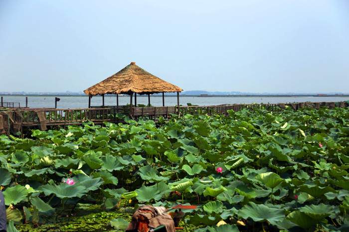 阳澄湖莲花岛自驾游攻略 阳澄湖大闸蟹“六月(图3)