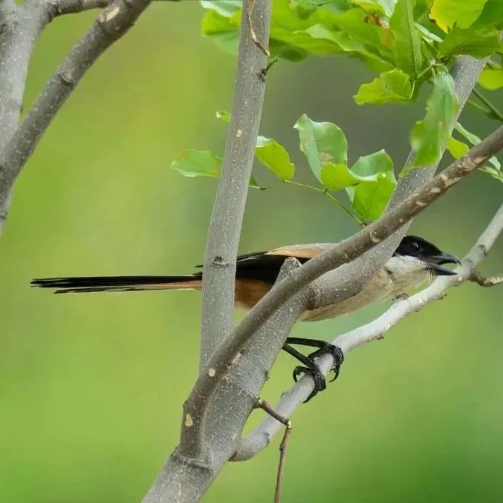 级别晋升!南山这两个网红打卡点传利好消息(图5) 级别晋升!南山这两个网红打卡点传利好消息(图5)