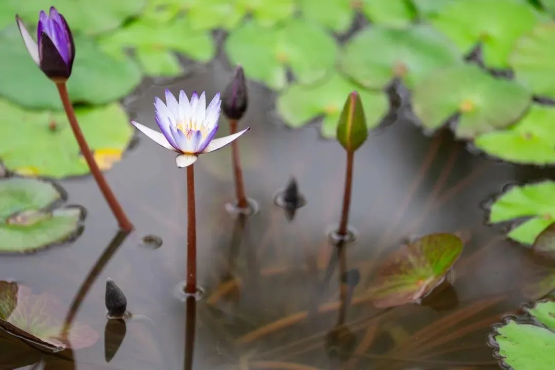 级别晋升!南山这两个网红打卡点传利好消息(图9) 级别晋升!南山这两个网红打卡点传利好消息(图9)