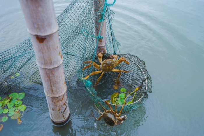 苏州阳澄湖旅游攻略 阳澄湖莲花岛旅游(图4)