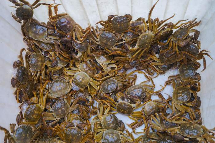 阳澄湖莲花岛旅游攻略 阳澄湖吃蟹攻略(图2)