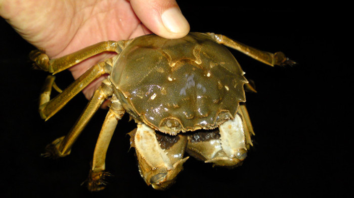 苏州阳澄湖大闸蟹 阳澄湖吃大闸蟹攻略(图4)